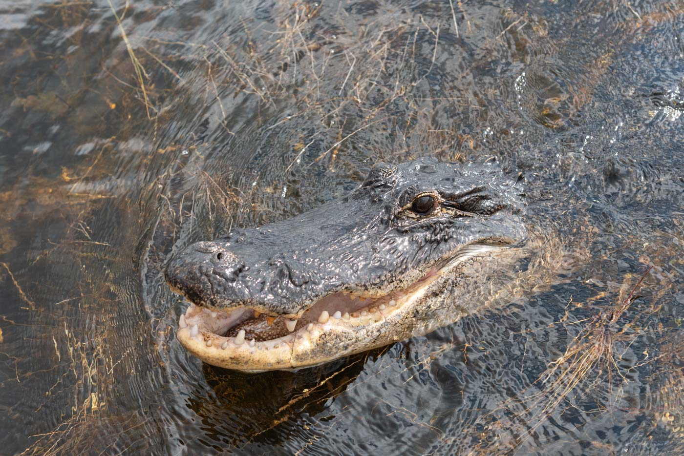 Alligator proche de Homestead