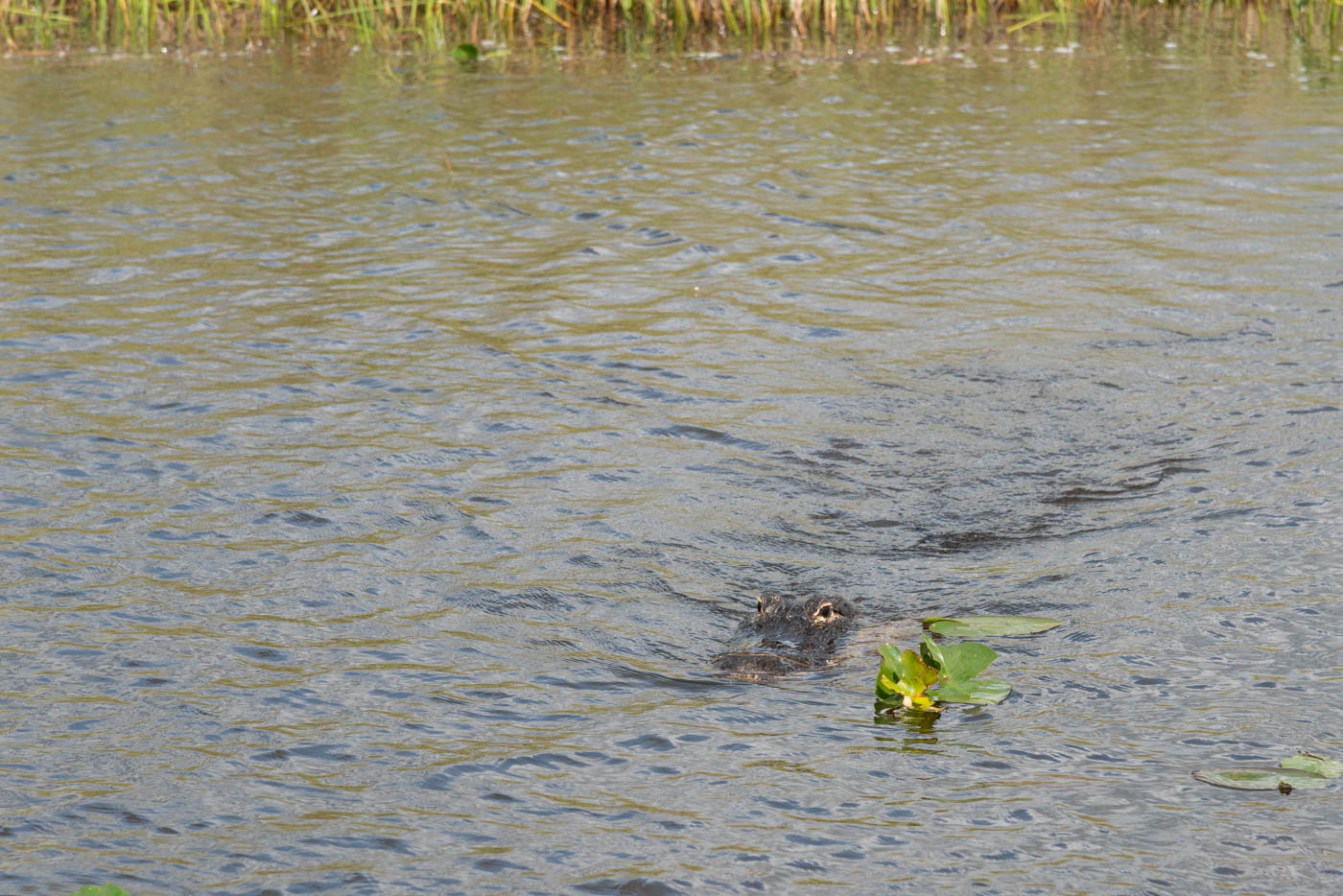 Alligator proche d'Everglades City