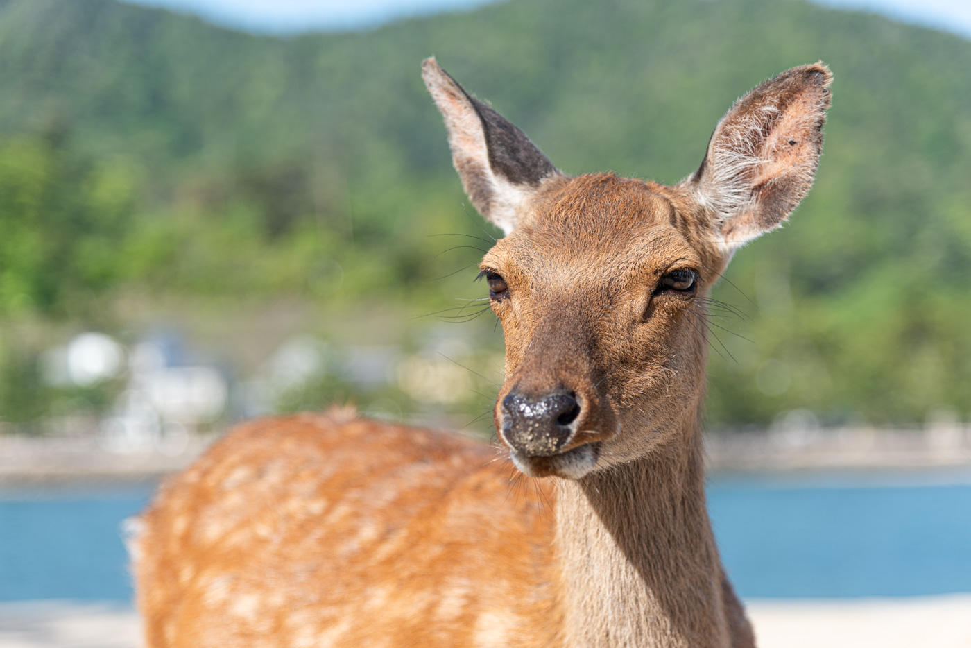 Biche sur l'île d'Itsukushima