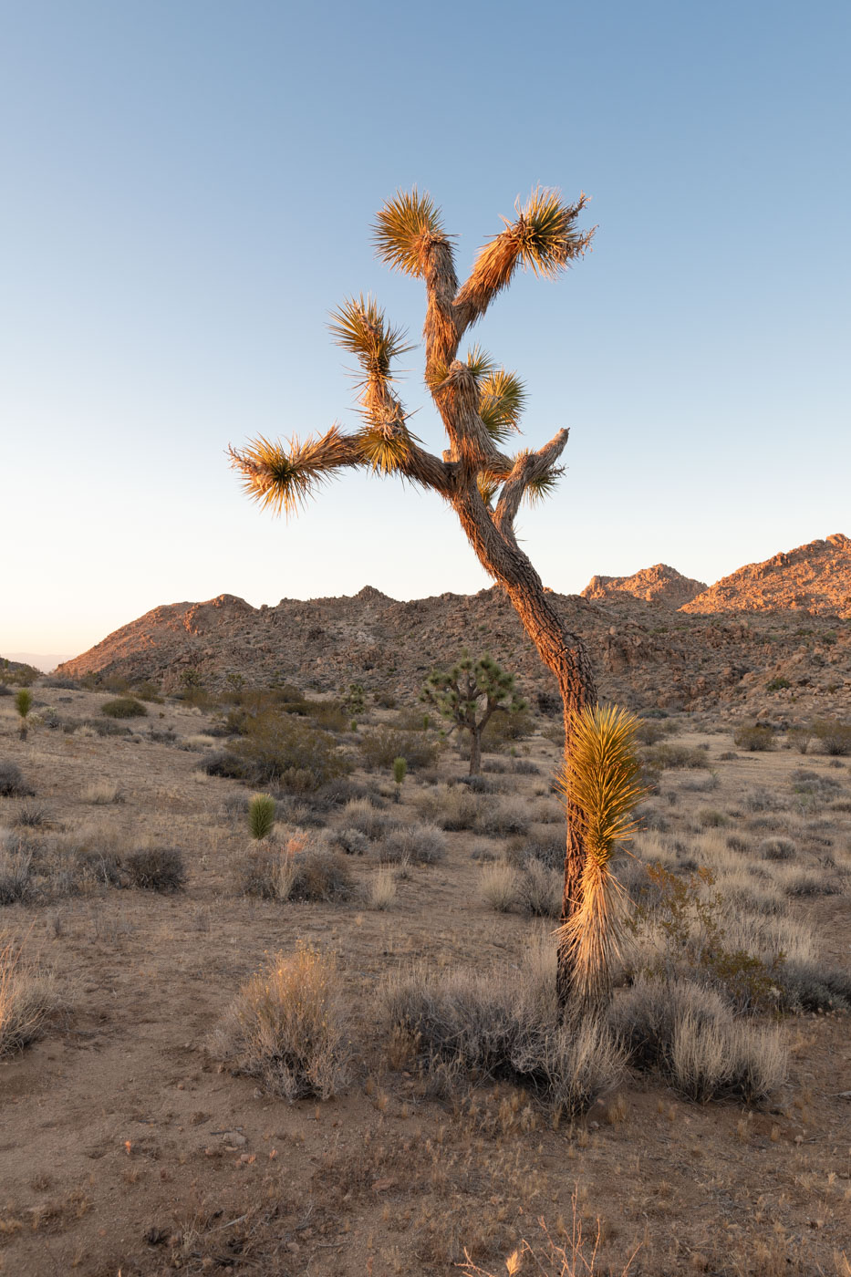 Dormir à Joshua Tree ou Yucca Valley au nord du parc