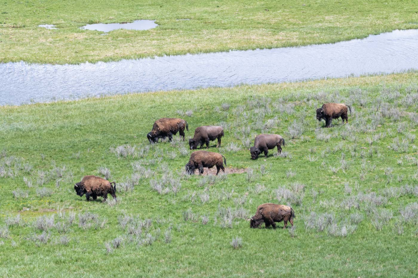 Lamar Valley