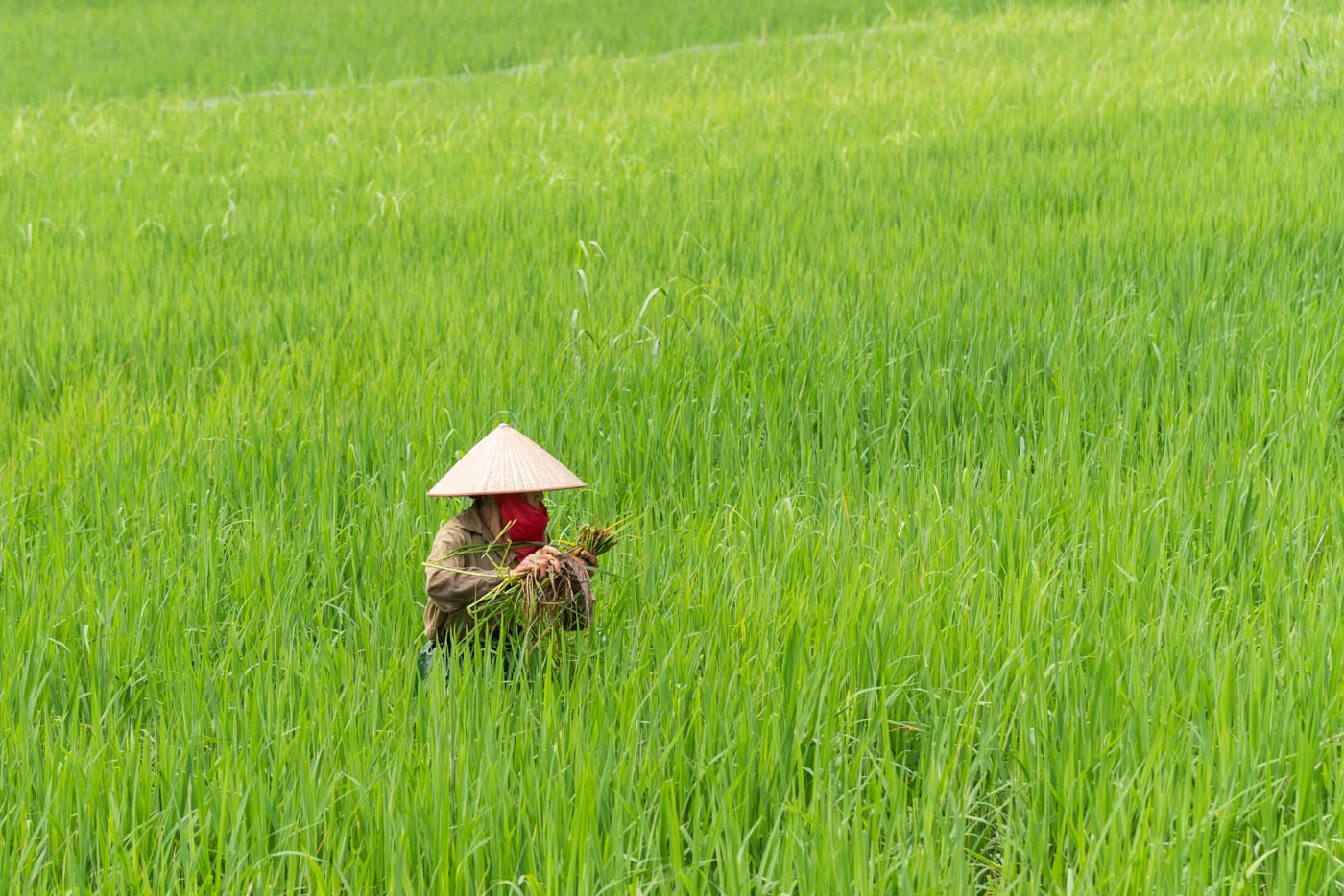 Rizière à l'ouest de Tam Coc