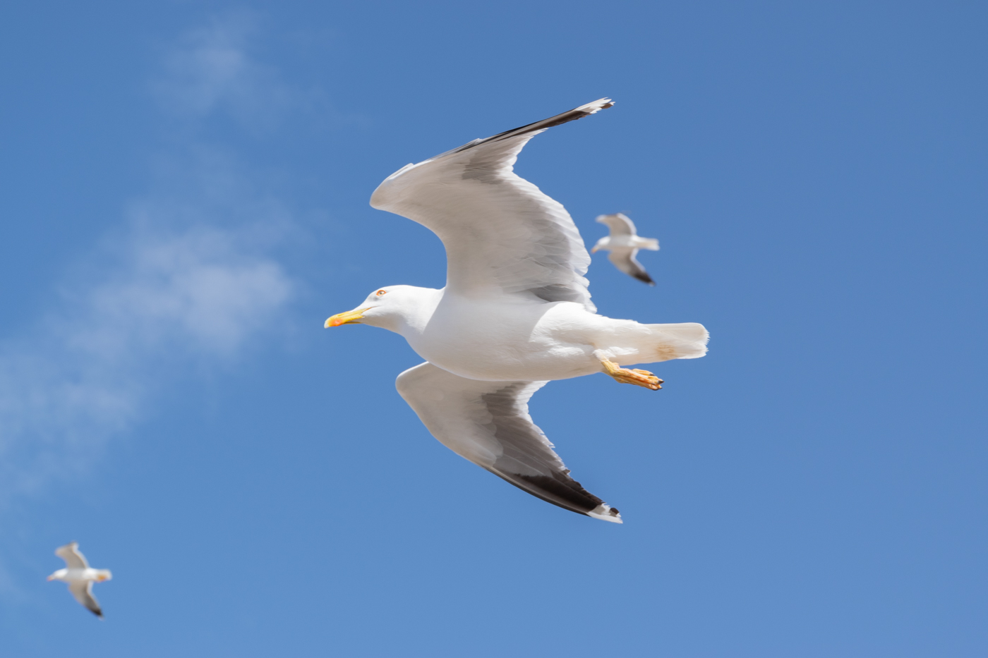 Mouette sur la plage