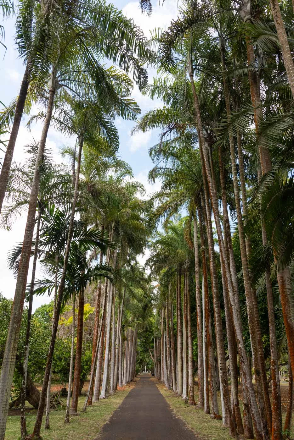 Jardin botanique Sir Seewoosagur Ramgoolam à Pamplemousse