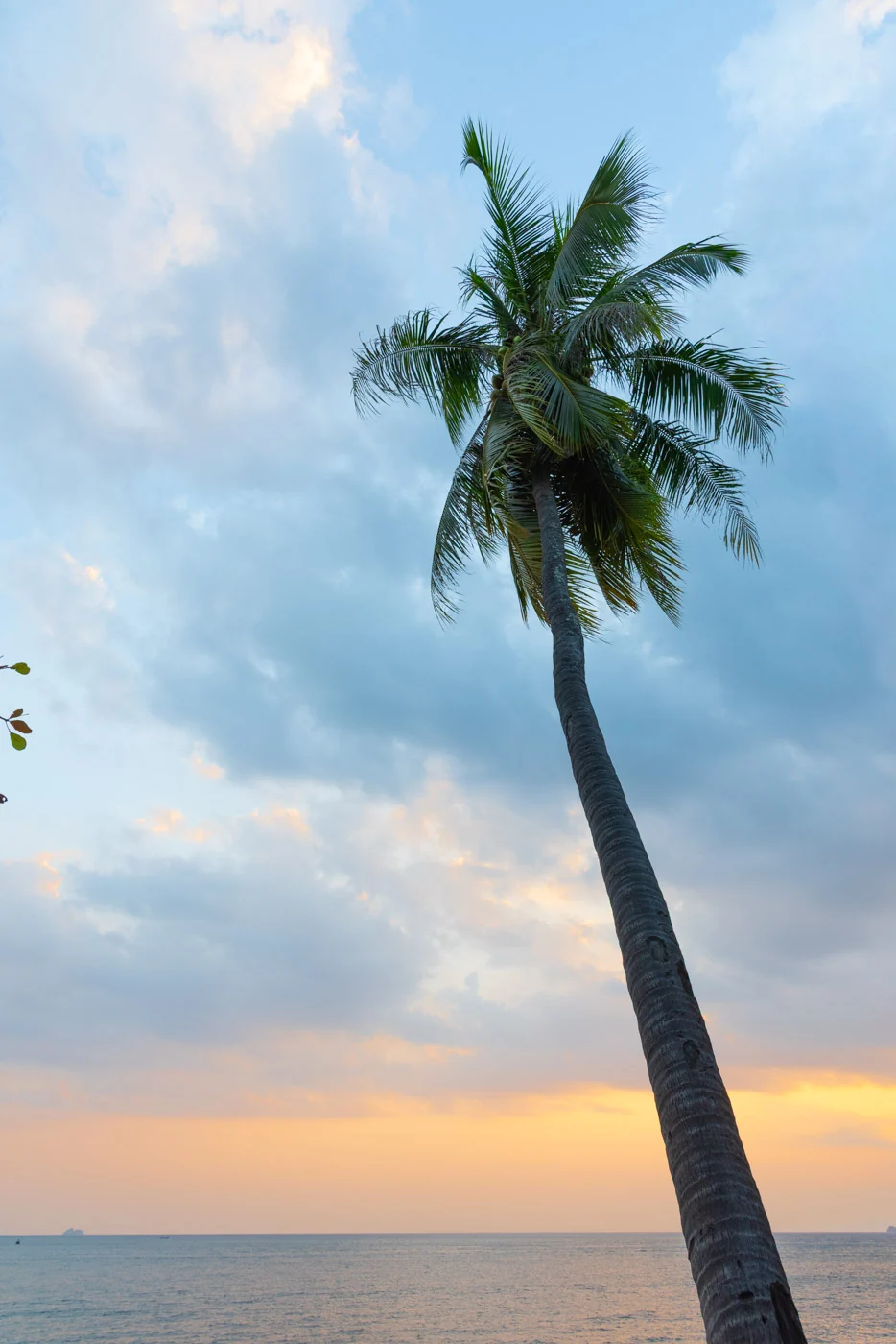 Palmier se détachant sur le ciel au crépuscule à Klong Muang, ambiance tropicale